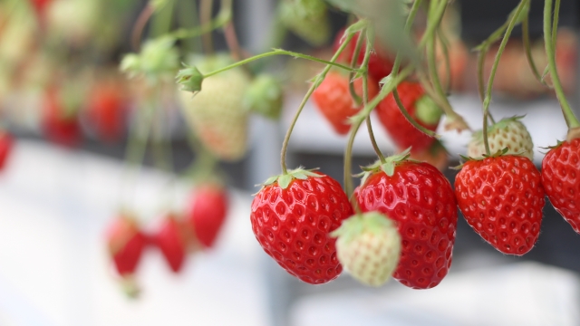 62facc2bfa8d7d514629248621173de1_s